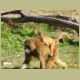 kczoo_017.jpg